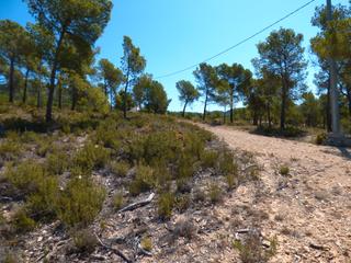 Finca rústica  Camino de ibi. Se vende finca rustica