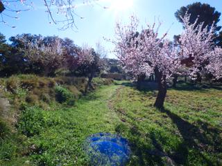 Finca rústica  Partida serafines. Se vende finca en onil