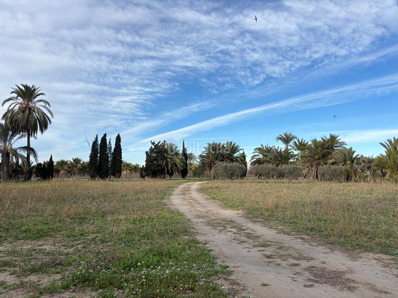 Foto 54c79442-59ce-4bdc-afd4-1e949ba4624a. Finca rústica a La Algoda - Matola - Llano de San José Elche / Elx