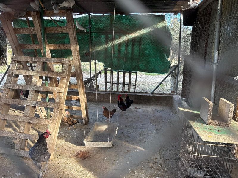 Foto a8f4a066-f646-458d-9b9d-dba6fb2b65ae. Finca rústica a La Algoda - Matola - Llano de San José Elche / Elx