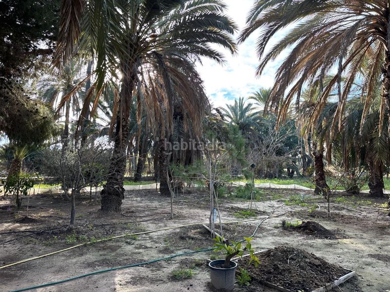 Foto d03de94e-51e2-43fd-b8a8-21159a1b5604. Finca rústica a La Algoda - Matola - Llano de San José Elche / Elx