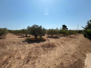 Rural plot in Agullana. Finca de 7600 m2 con 148 olivos, barraca y más