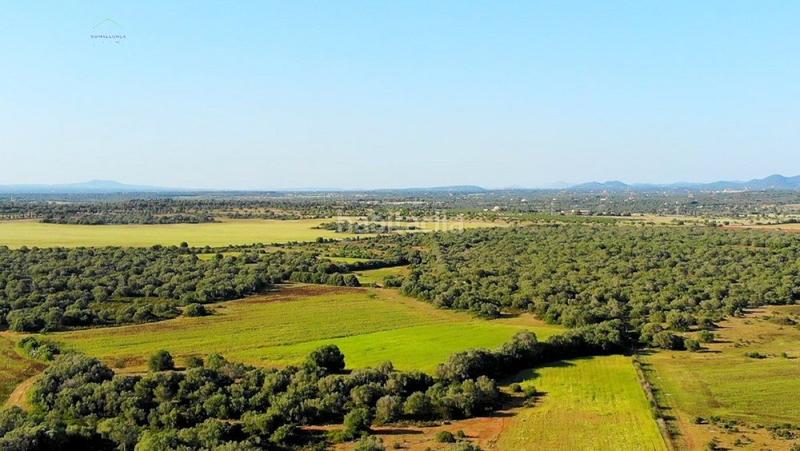 Foto bff3bd84-2866-4bac-9d5d-21324fe38df4. Finca rústica a Ses Salines poble Ses Salines