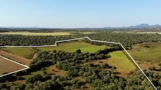 Finca rústica en Ses Salines Poble. Impresionante terreno rústico