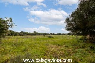 Rural plot in Ses Salines Poble. Finca rustica en esquina de 14.000 metros