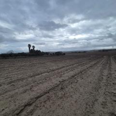 Finca rústica a Muro. Terreno en venta en muro