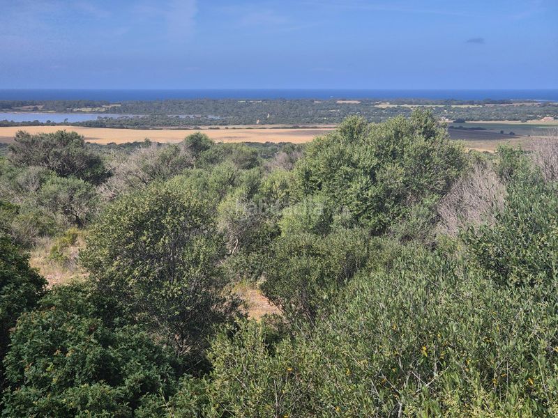 Foto 47358a0c-8203-4807-abdf-ac3898282c47. Finca rústica a Santanyí poble Santanyí