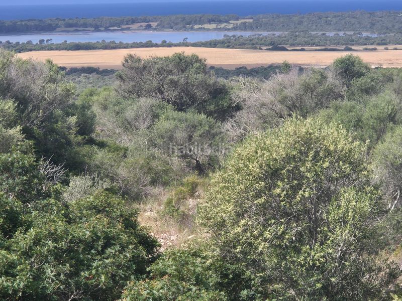 Foto d8ef0c0d-9aa9-4997-9103-f6c60e6df713. Finca rústica a Santanyí poble Santanyí
