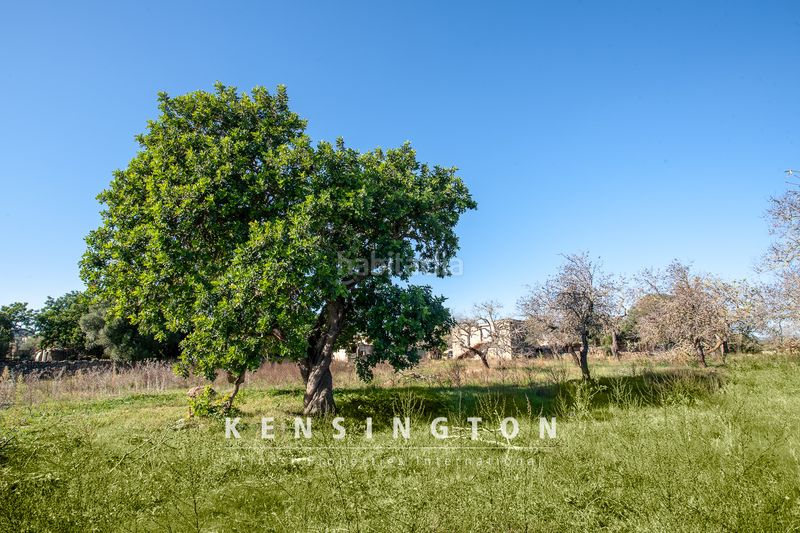 Foto 0dcd77f9-3682-4927-862f-7a4a0eae68e5. Terreny residencial a Artà poble Artà