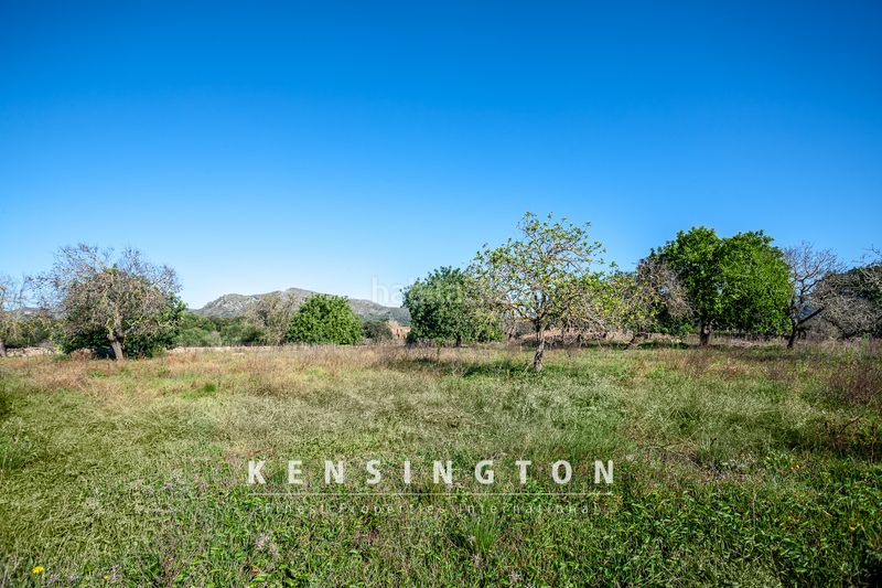Foto 426165f8-582f-493d-bebf-213ca4a48b9c. Terreny residencial a Artà poble Artà