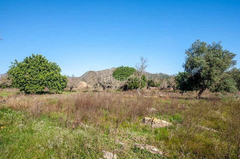 Foto 535a2564-c5fc-4370-a006-a17c8e676e78. Terreny residencial a Artà poble Artà