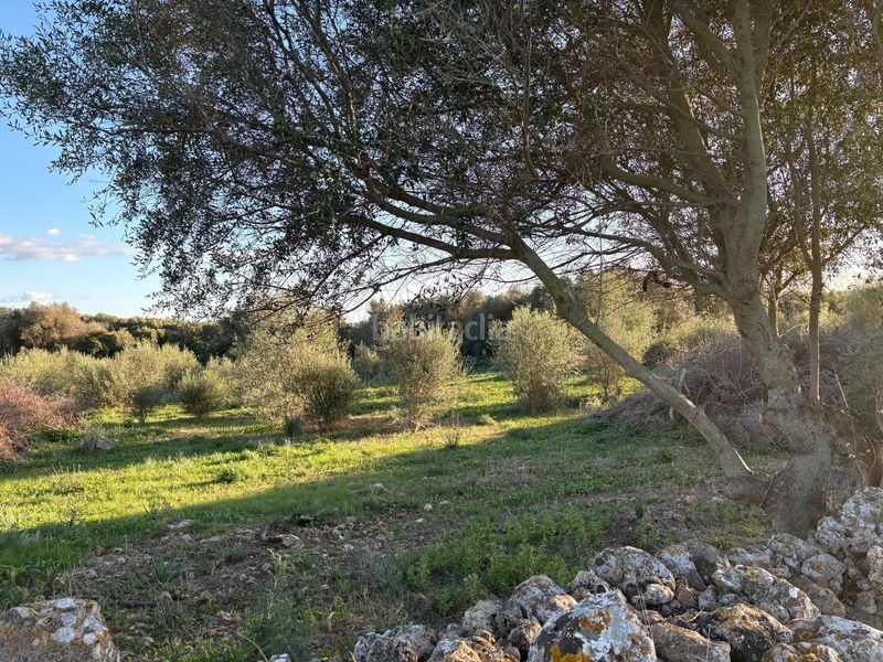Foto d250cd93-aece-4b5f-8590-474bffe014a5. Finca rústica a Sant Llorenç des Cardassar