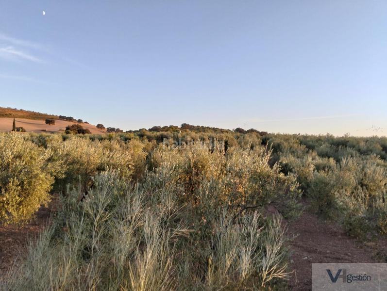 Foto 14f56435-c5d5-451e-aa8a-68e0450cf40b. Bauernhof in Algodonales