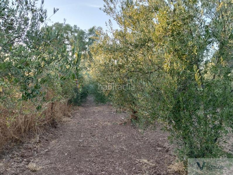 Foto f9a2facf-6a21-468b-ba99-45509db1bd9d. Bauernhof in Algodonales