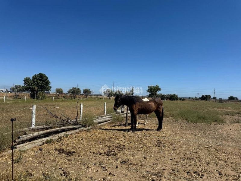 Foto ac2c9cf5-91a4-490a-85e1-e848a9738114. Finca rústica a Las Torres - Guadalupe Huelva