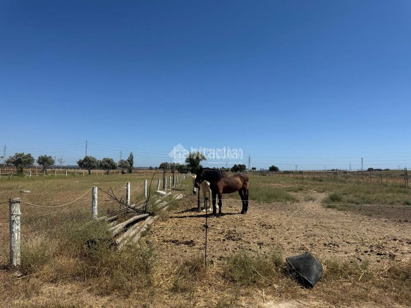 Foto cf395ded-f886-45d1-9e42-fa28214a11f9. Finca rústica a Las Torres - Guadalupe Huelva