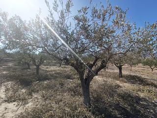 Finca rústica a Castalla. Venta terreno rustico castalla edificable con agua