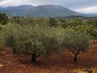 Finca rústica a Jarandilla de la Vera