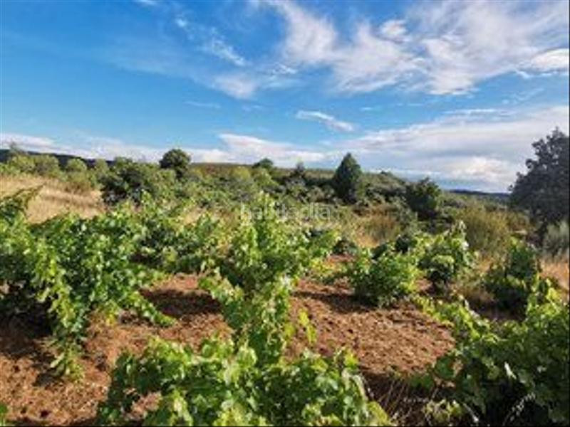 Foto 74930a0f-8f13-4209-bc6e-12f412dd5e37. Rural plot in Jarandilla de la Vera