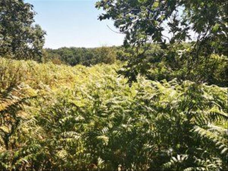 Foto 545261a4-849b-4d1c-ba83-daf3d6a75b68. Rural plot in Jarandilla de la Vera