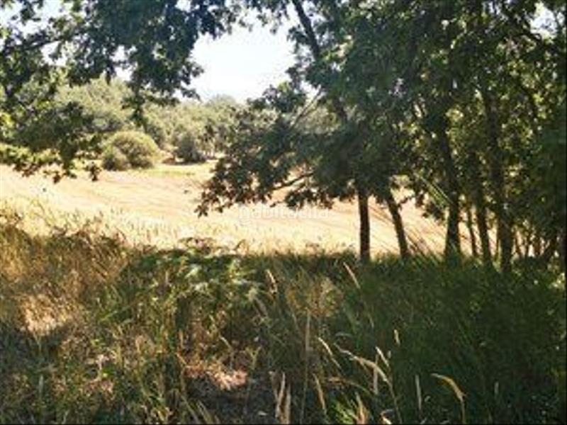 Foto dde89476-5295-42b4-a6ff-1b0ceda08faf. Rural plot in Jarandilla de la Vera