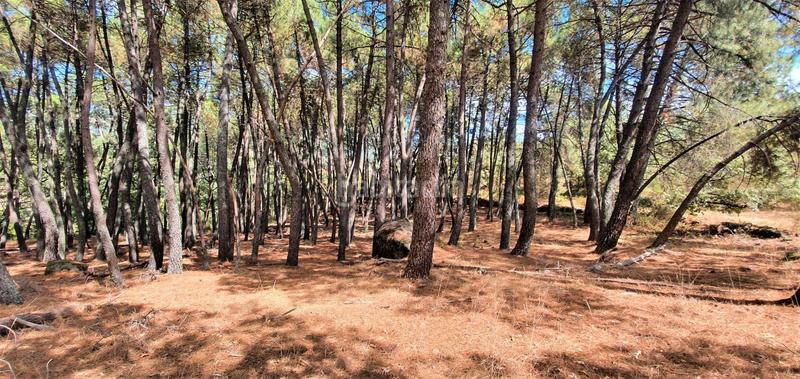 Foto 0425dcd2-ff3c-493c-8e16-78f429d483a8. Rural plot in Jarandilla de la Vera