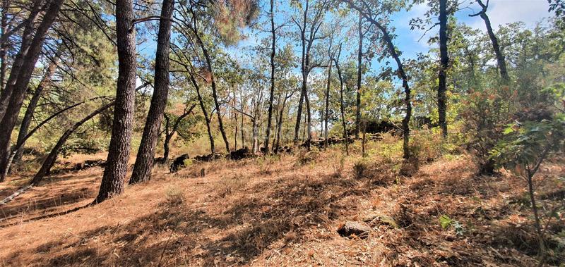 Foto 111ba66f-ff6d-4834-b509-f727d16cbed5. Rural plot in Jarandilla de la Vera