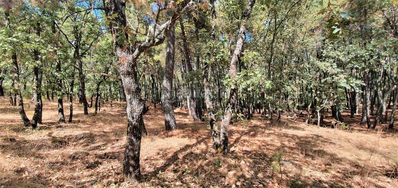 Foto 1e9e13d3-a99f-48d7-a1e4-8e371e202bd0. Rural plot in Jarandilla de la Vera