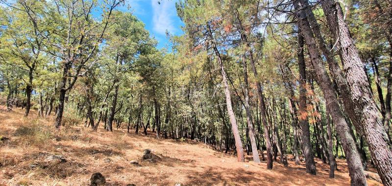 Foto 761eb143-160b-4b70-8182-a476c21bcde6. Rural plot in Jarandilla de la Vera