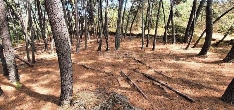 Foto 7cb87ef7-2e76-489d-9805-bc33b2745b53. Rural plot in Jarandilla de la Vera