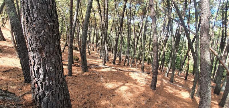 Foto d2dd2af4-7364-4717-9fef-094a025753d3. Rural plot in Jarandilla de la Vera