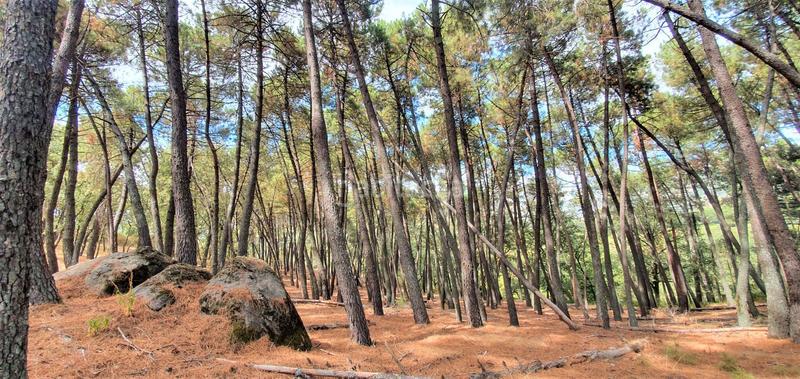 Foto db9f9e72-f79e-4af2-ae69-8c854c4c4c1e. Rural plot in Jarandilla de la Vera