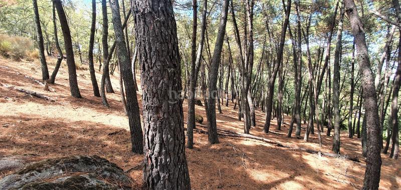 Foto dc51724e-3f97-4a94-acbf-f329f7e2def9. Rural plot in Jarandilla de la Vera