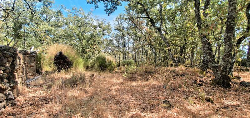 Foto e7ea7c43-5cf8-44d5-a883-85e7821cbaac. Rural plot in Jarandilla de la Vera