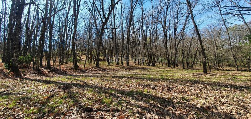 Foto 03220e34-ff20-417c-aae0-eafd1d3b564b. Rural plot in Jarandilla de la Vera