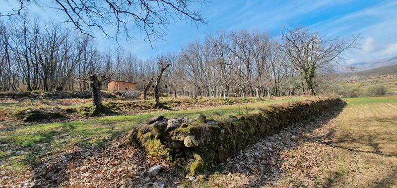 Foto 25c7473c-356a-4dd8-9967-71d35f227eae. Rural plot in Jarandilla de la Vera