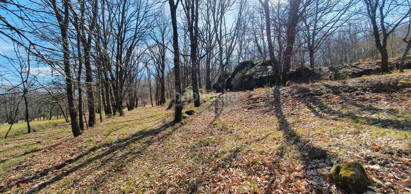 Foto 62001d4c-2fae-4f47-ad4f-2ef7ad445801. Rural plot in Jarandilla de la Vera