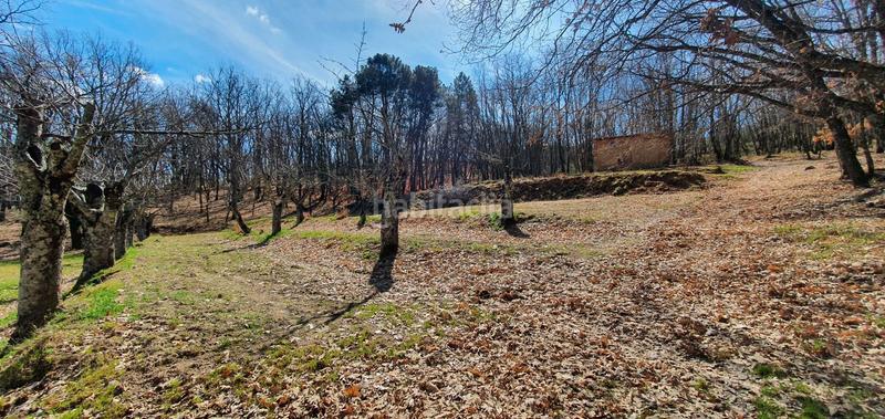 Foto caf3bb91-765e-4713-a4db-40a0f559adea. Rural plot in Jarandilla de la Vera