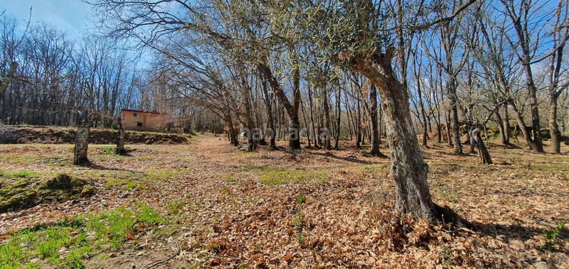 Foto e159d225-7462-4cb7-a3b1-14dfd8b41424. Rural plot in Jarandilla de la Vera