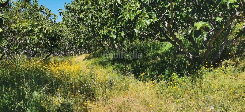 Foto ad22c5e8-d62b-4efb-b1a2-8255fd86f494. Terreny residencial a Valverde de la Vera