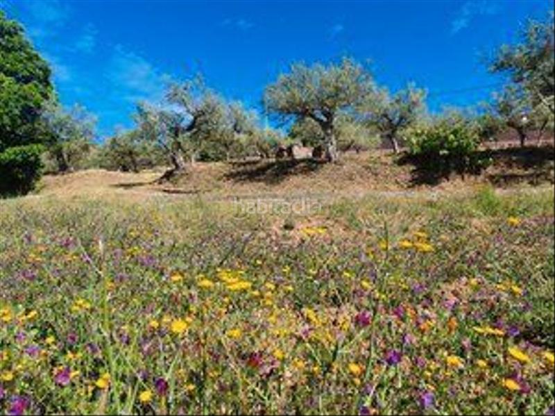 Foto 3c62e11a-8e88-4255-8b6b-975b6249b252. Rural plot in Jarandilla de la Vera