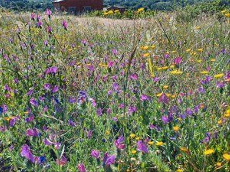 Foto d412ba68-c930-4e65-bd80-566e7c02a056. Rural plot in Jarandilla de la Vera