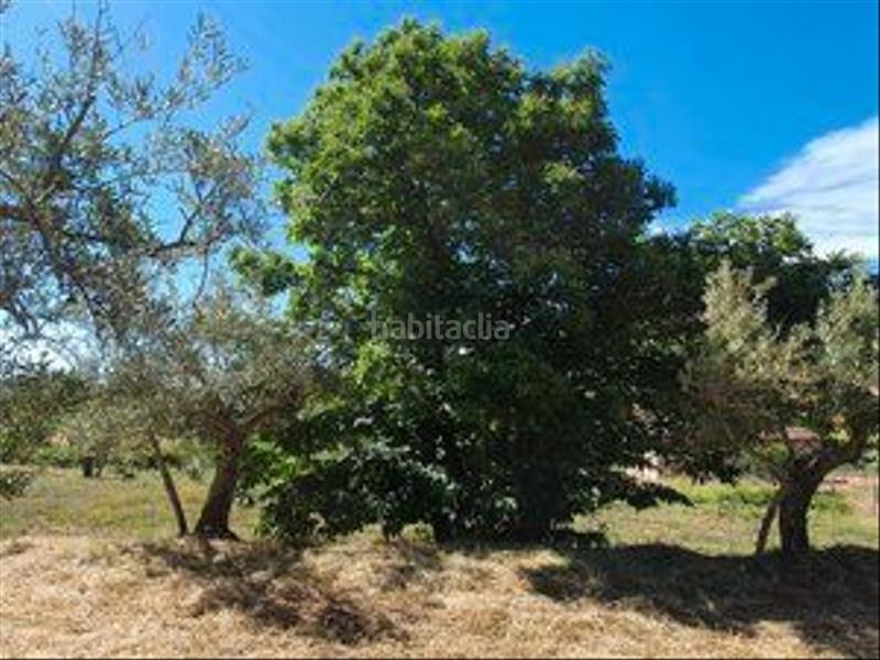 Foto d7e51fbc-e382-4e3a-8715-9464ed9b0441. Rural plot in Jarandilla de la Vera