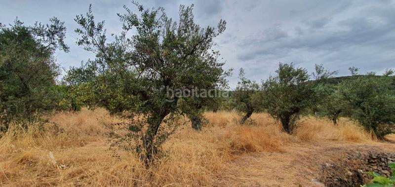 Foto 1bedc3d6-5f60-4c1c-8d58-618ec724228f. Rural plot in Jarandilla de la Vera
