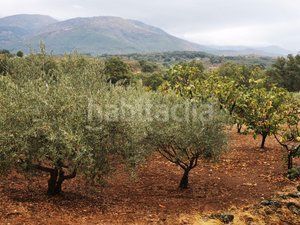 Foto d941059e-2387-44e1-a08f-21880e8fd7d0. Fondo rustico in Jarandilla de la Vera
