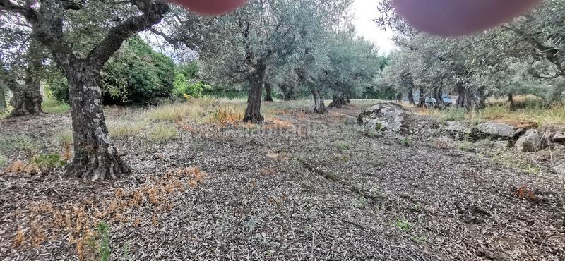 Foto 12c1bfff-a7cd-40f3-92eb-b8ce2b038088. Rural plot in Jarandilla de la Vera