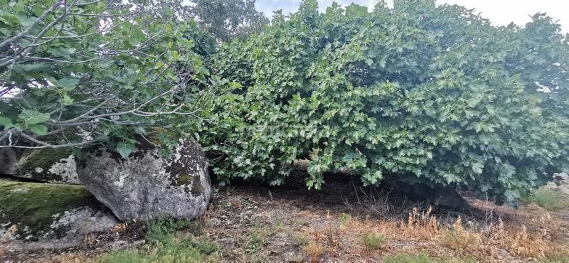 Foto 3020ef68-c82d-417f-ab99-9d0fa221166c. Rural plot in Jarandilla de la Vera