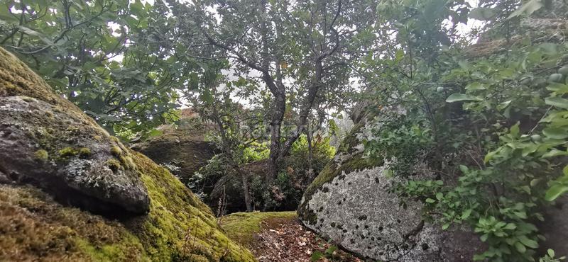 Foto 41afe1a5-5998-4834-94af-d381749ad9aa. Rural plot in Jarandilla de la Vera