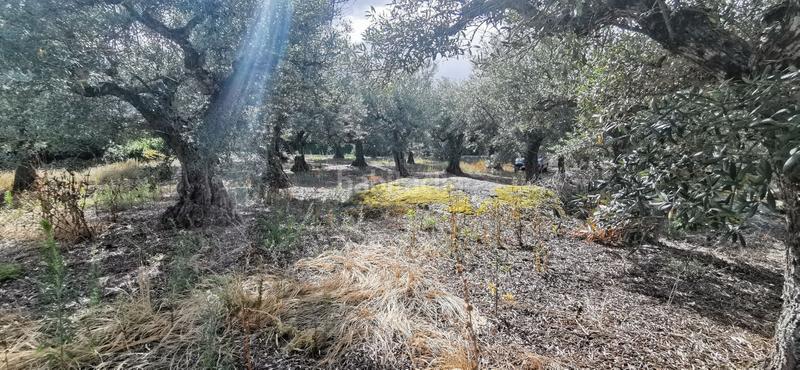 Foto 5f8665b9-a790-4852-95dd-5523ea375c1e. Rural plot in Jarandilla de la Vera