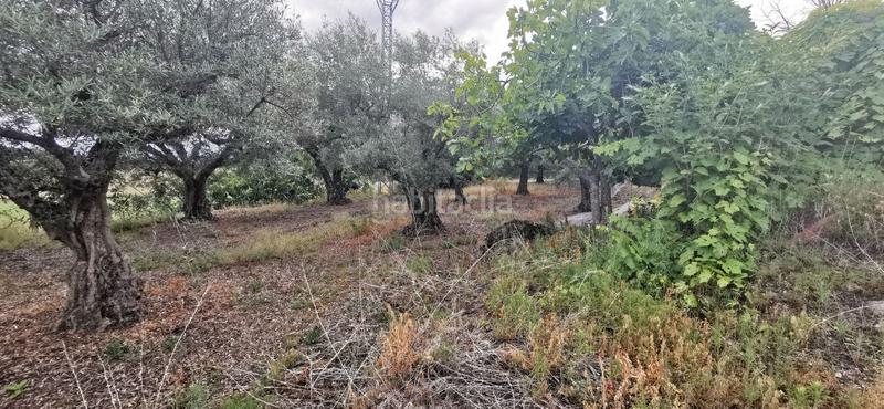 Foto b8dfb0fc-d48a-4458-bc86-aa38d05487c8. Rural plot in Jarandilla de la Vera